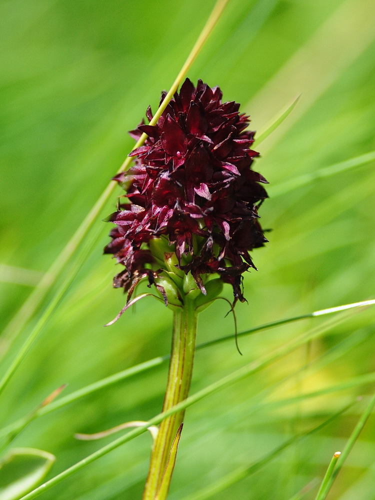 Nigritella rhellicani / Nigritella comune